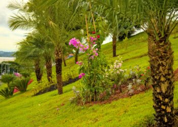 Cotia ganha paisagismo urbano que valoriza o meio ambiente e os produtores locais