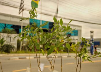 Secretaria do Verde e do Meio Ambiente realiza o ‘1º Despertar Ecológico’   