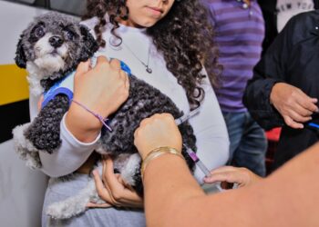 Domingo, 4/02, Caucaia do Alto receberá a Ação de Vacinação Antirrábica de Rotina para cães e gatos   