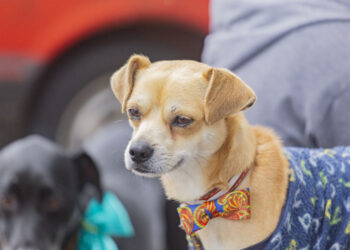 Setor de Zoonoses de Cotia terá Ação Vacinação Antirrábica para cães e gatos nos dias 21 e 25/04