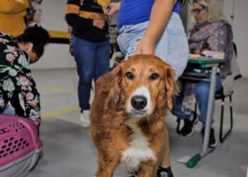 Zoonoses realiza vacinação antirrábica para cães e gatos nos dias 23 e 26/05