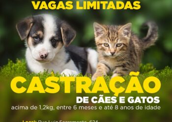 Castração de Cães e Gatos