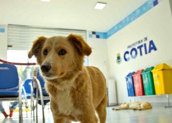 Artista Ju Cassou lança álbum em evento que celebra a cultura Guarani