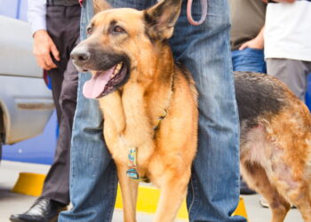 Prefeitura de Cotia anuncia a instalação do serviço móvel de castração de cães e gatos