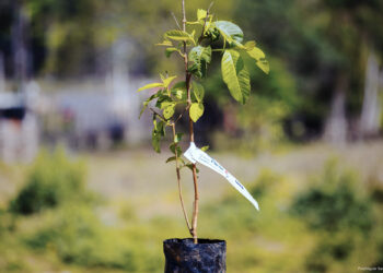 Viveiro Municipal estará aberto no aniversário de Cotia para distribuição de mudas de árvores