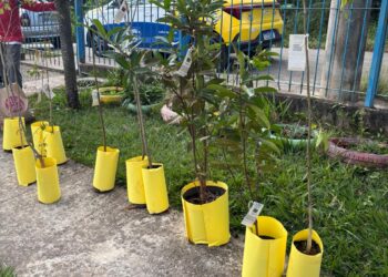 Secretaria do Verde realiza ações de plantio em entidades de Cotia