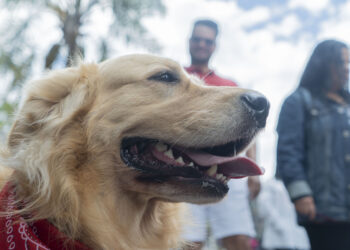 Prefeitura realiza dois dias de vacinação antirrábica nessa semana
