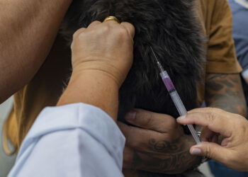 Saúde animal: Cotia realizará vacinação antirrábica nos dias 21 e 28/05