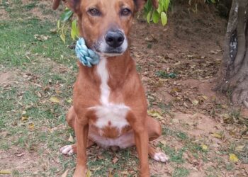 Sábado (6/09) é dia de Feira de Adoção de Cães no Jardim Sabiá