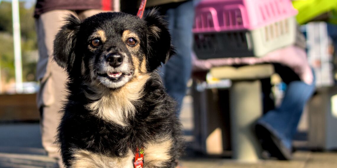 Jd. Sandra receberá ação de vacinação antirrábica para cães e gatos