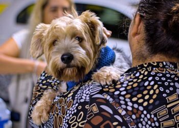 Quinta-feira, 25, Cotia terá ação de vacinação antirrábica para cães e gatos no Jd. Sandra