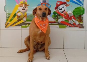 Sábado (8/11) acontece mais uma edição da Feira de Adoção de Animais no Jd. Sabiá