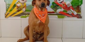 Sábado (8/11) acontece mais uma edição da Feira de Adoção de Animais no Jd. Sabiá