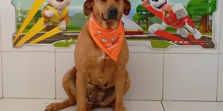 Sábado (8/11) acontece mais uma edição da Feira de Adoção de Animais no Jd. Sabiá