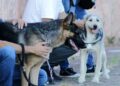 Caravana da Saúde Animal terá castração, vacinação e orientações para tutores de pets em Cotia