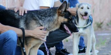 Caravana da Saúde Animal terá castração, vacinação e orientações para tutores de pets em Cotia