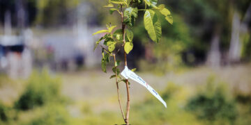 Programa Cotia Mais Verde doa mudas e entrega na casa do munícipe