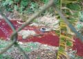 Fiscalização da Prefeitura flagra crime ambiental e lacra fábrica clandestina na divisa com Embu das Artes